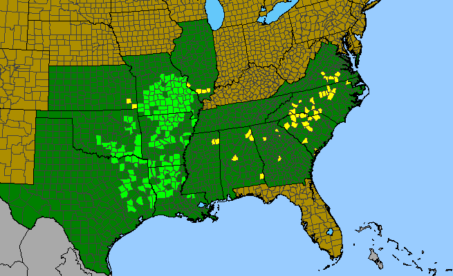 The range of Matelea decipiens